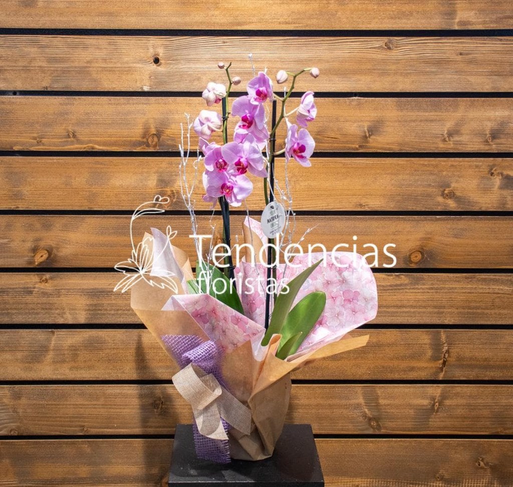 Foto 1 Orquidea Phalaenopsis Rosa